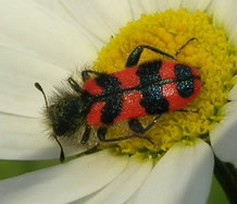 Soldier beetle Trichodes alvearius