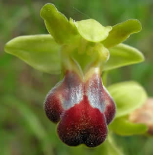 sombre bee orchid