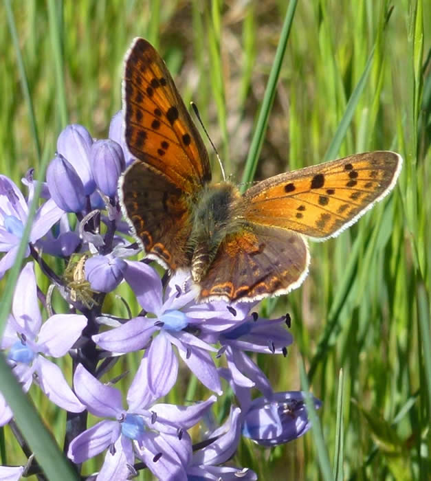 sooty copper