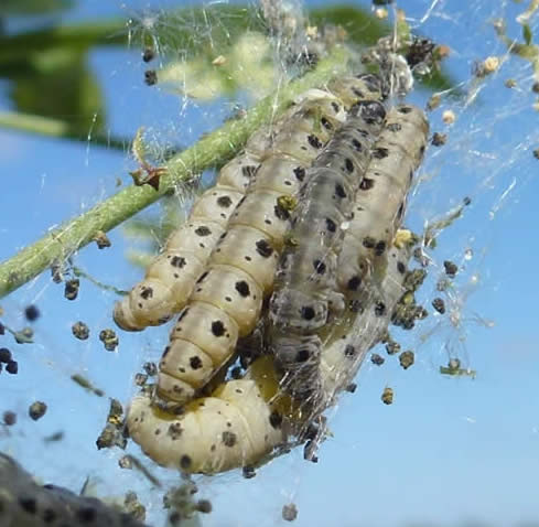 spindle ermine moth caterpillars
