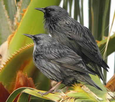 spotless starlings