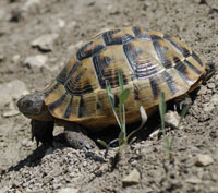 Spur-thighed tortoise