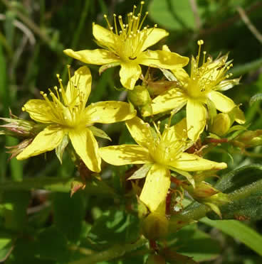 Square-stemmed St Johnswort