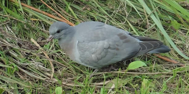 stock dove