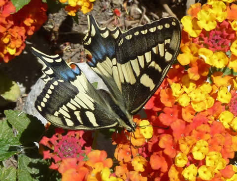 swallowtail on lantana