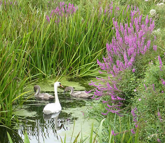 swans with purple loosestrife