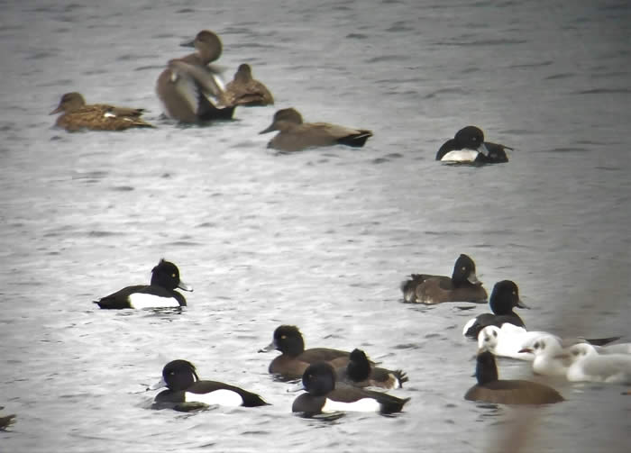 tufted ducks and gadwalls