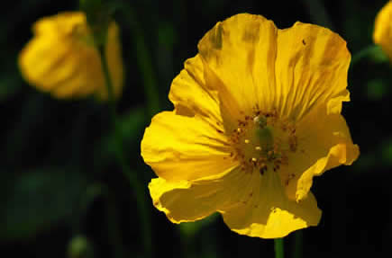 Welsh poppy