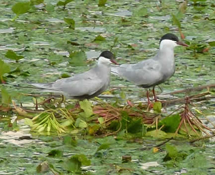 whiskered terns