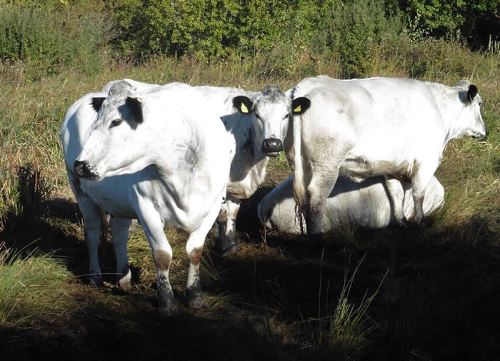 British white cattle