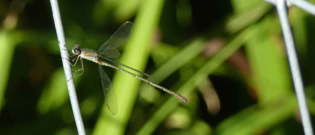 willow emerald on wire