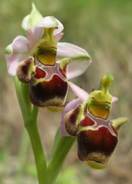 woodcock orchid