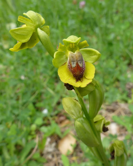 yellow bee orchid