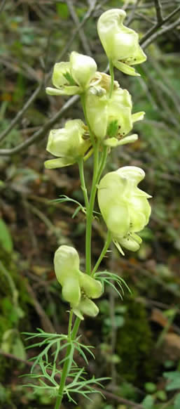 yellow monkshood