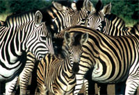 Burchell's zebras