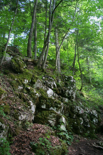 Beechwoods at Cerknisko Jezero (Chris Gibson)