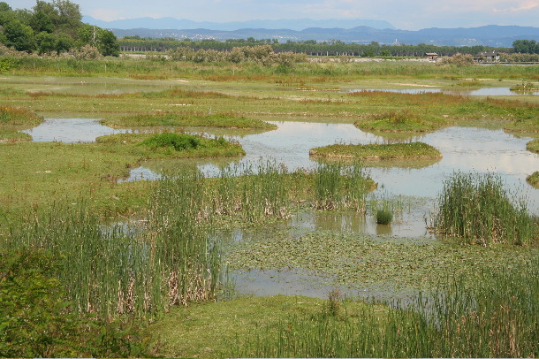 Isola della Cona (Chris Gibson)