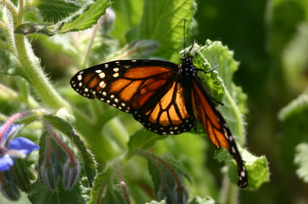 Monarch butterfly