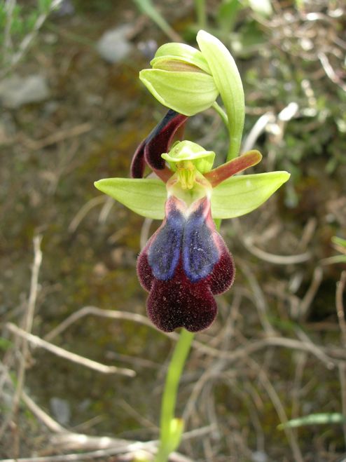 Ophrys iricolor