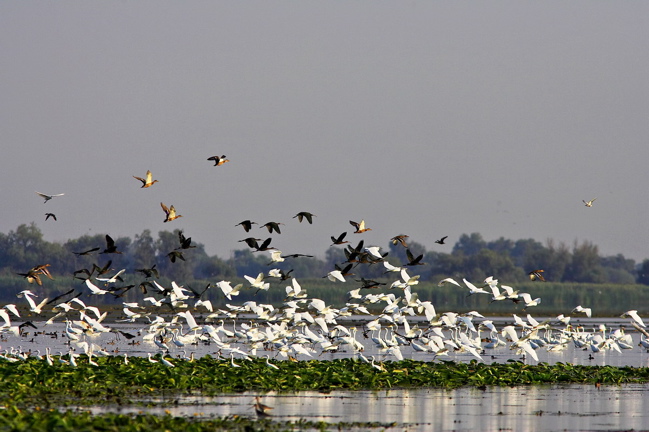 Egrets ibises and more