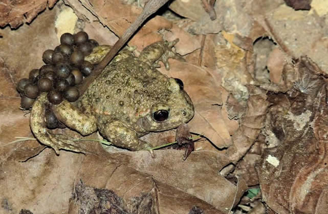 midwife toad