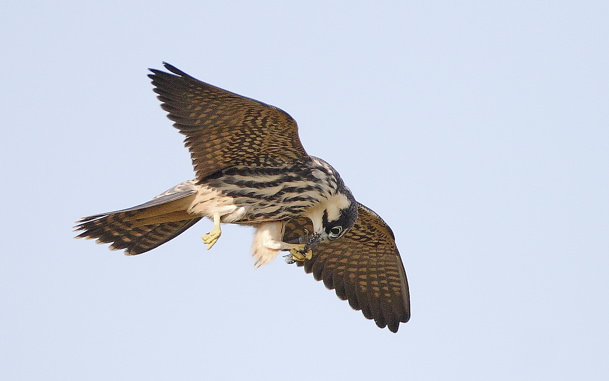Hobby (Steve Fletcher)