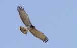 Short-toed eagle (Steve Fletcher)
