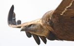 Griffon vulture (Steve Fletcher)