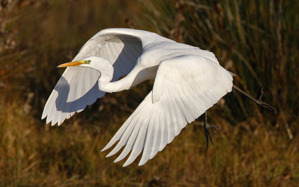 Great white egret (Steve Fletcher)