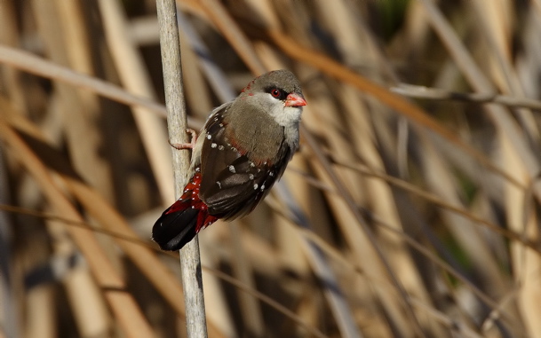 Red avadavat (Steve Fletcher)