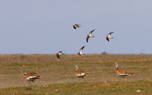 Great bustards with pin-tailed sandgrouse (Steve Fletcher)