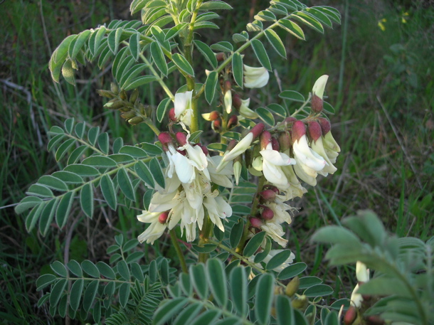 Iberian milk-vetch (Astragalus lusitanicus)