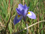 Barbary nut iris