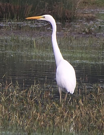 great white egret