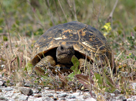 spur thighed tortoise 1