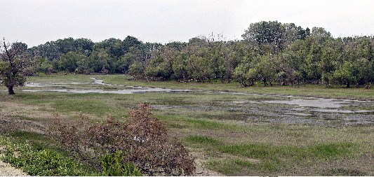 restricted zone woodland