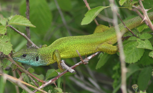 Green Lizard by C Burnett