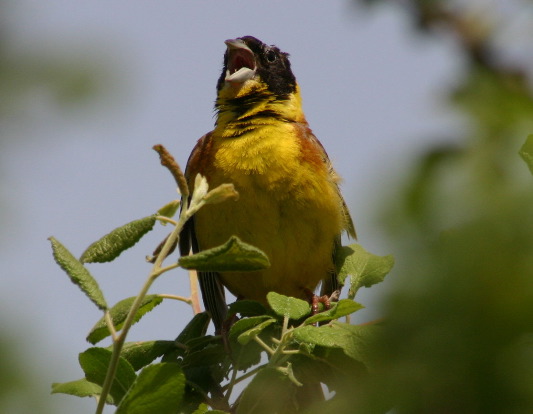 Black-headed Bu…g C Burnett
