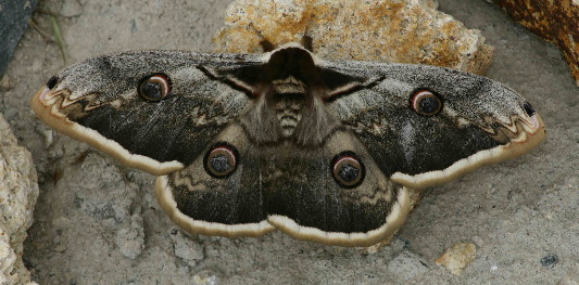 Giant Peacock M…ris Burnett