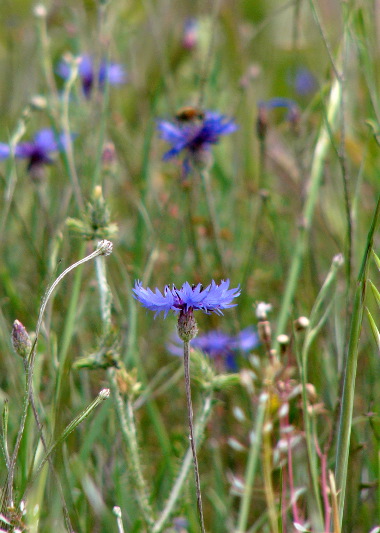 cornflower1