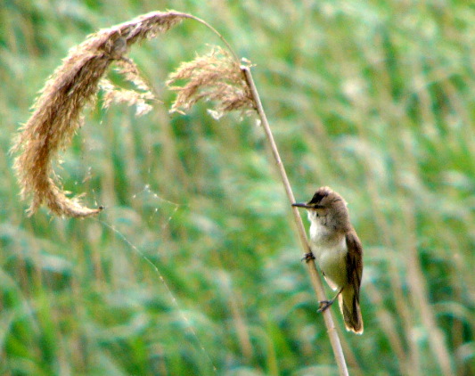 Gt reed warbler
