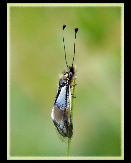 ascalaphid