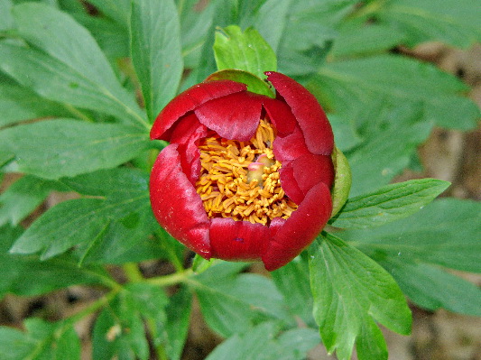 wild peony
