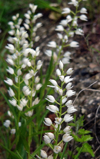 helleborine