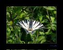 Scarce swallowtail