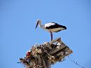Dadia stork