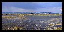 anthi lagoon1