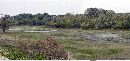 restricted zone woodland