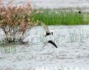 Whiskered and black tern