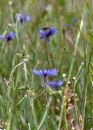 cornflower1